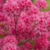 Rosy Lights Cold Hardy Azalea (Rhododendron) - 1 Gallon Pot -Wilson Bros Gardens Native Azalea Rosy Lights 7