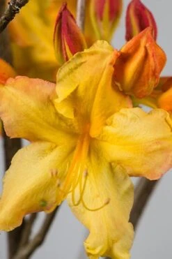 Solar Flare Sunbow Azalea - 3 Gallon Pot -Wilson Bros Gardens Native Azalea Solar Flare Sunbow BS