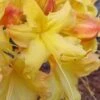 Solar Flare Sunbow Azalea - 3 Gallon Pot -Wilson Bros Gardens Native Azalea Solor Flare Sunbow 1