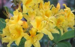 Sunny Side Up Aromi Azalea (Rhododendron Hybrid) - 1 Gallon Pot -Wilson Bros Gardens Native Azalea Sunny Side Up 5