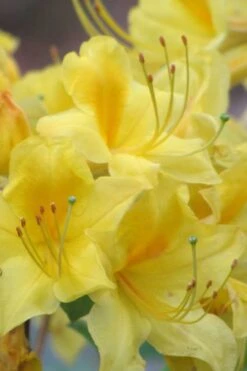 Sunny Side Up Aromi Azalea (Rhododendron Hybrid) - 1 Gallon Pot -Wilson Bros Gardens Native Azalea Sunny Side Up 6