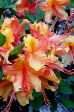 Tallulah Sunrise Native Azalea (Rhododendron) - 1 Gallon Pot 17 Tallulah Sunrise Native Azalea (Rhododendron) - 1 Gallon Pot -Wilson Bros Gardens Native Azalea Tallulah Sunrise 21