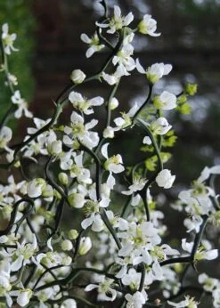 Flying Dragon Hardy Orange Tree - 7 Gallon Pot (3-4') 18 Flying Dragon Hardy Orange Tree - 7 Gallon Pot (3-4') -Wilson Bros Gardens Orange Flying Dragon 10 1
