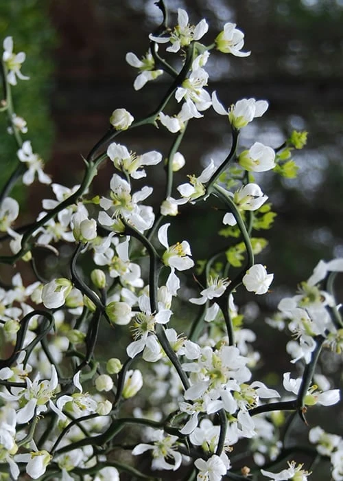 Flying Dragon Hardy Orange Tree - 7 Gallon Pot (3-4') 7 Flying Dragon Hardy Orange Tree - 7 Gallon Pot (3-4') - Image 5