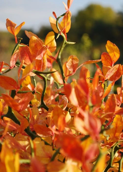 Flying Dragon Hardy Orange Tree - 7 Gallon Pot (3-4') 12 Flying Dragon Hardy Orange Tree - 7 Gallon Pot (3-4') - Image 10