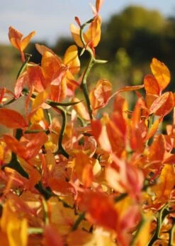 Flying Dragon Hardy Orange Tree - 3 Gallon Pot -Wilson Bros Gardens Orange Flying Dragon 13