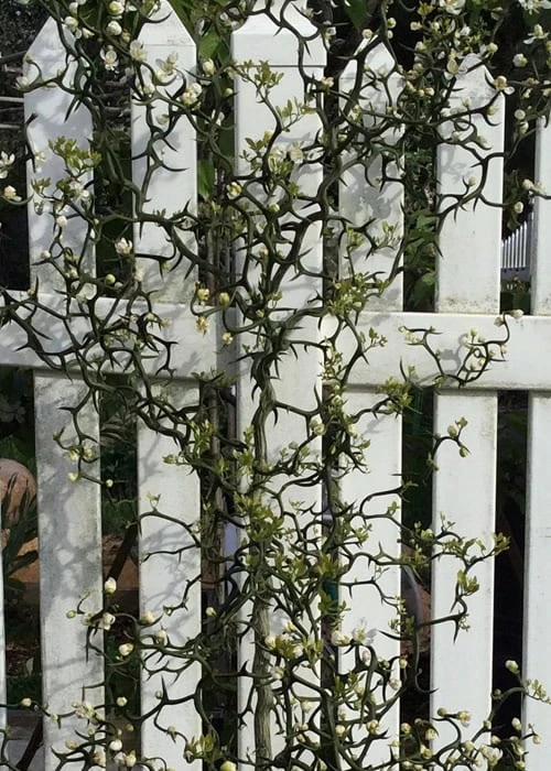 Flying Dragon Hardy Orange Tree - 7 Gallon Pot (3-4') 11 Flying Dragon Hardy Orange Tree - 7 Gallon Pot (3-4') - Image 9