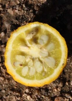 Flying Dragon Hardy Orange Tree - 7 Gallon Pot (3-4') 24 Flying Dragon Hardy Orange Tree - 7 Gallon Pot (3-4') -Wilson Bros Gardens Orange Flying Dragon 5 1