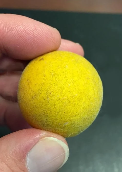 Flying Dragon Hardy Orange Tree - 7 Gallon Pot (3-4') 8 Flying Dragon Hardy Orange Tree - 7 Gallon Pot (3-4') - Image 6