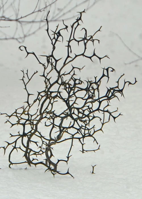 Flying Dragon Hardy Orange Tree - 7 Gallon Pot (3-4') 10 Flying Dragon Hardy Orange Tree - 7 Gallon Pot (3-4') - Image 8