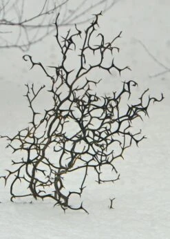 Flying Dragon Hardy Orange Tree - 3 Gallon Pot -Wilson Bros Gardens Orange Flying Dragon 7