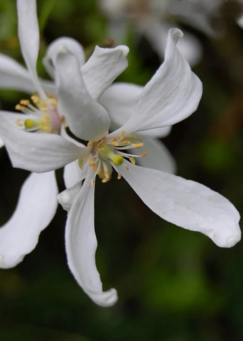 Flying Dragon Hardy Orange Tree - 7 Gallon Pot (3-4') 9 Flying Dragon Hardy Orange Tree - 7 Gallon Pot (3-4') - Image 7