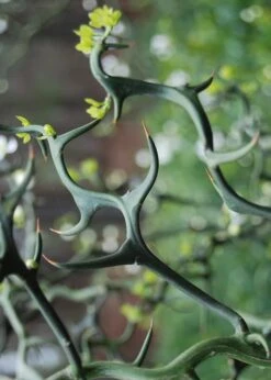 Flying Dragon Hardy Orange Tree - 7 Gallon Pot (3-4') 17 Flying Dragon Hardy Orange Tree - 7 Gallon Pot (3-4') -Wilson Bros Gardens Orange Flying Dragon 9 1