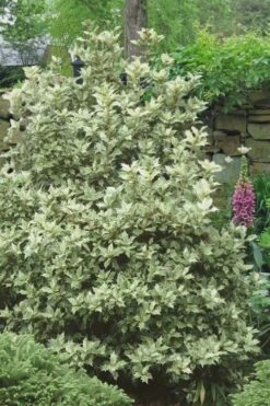 Goshiki Osmanthus (Variegated False Holly) - 7 Gallon Pot -Wilson Bros Gardens Osmanthus Goshiki 20 2