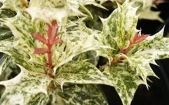 Goshiki Osmanthus (Variegated False Holly) - 2 Gallon Pot -Wilson Bros Gardens Osmanthus Goshiki Foliage Closeup 2 1