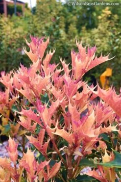 Party Lights Pink Flush Tea Olive - Osmanthus Heterophyllus - 3 Gallon Pot -Wilson Bros Gardens Osmanthus Party Lights 11 1