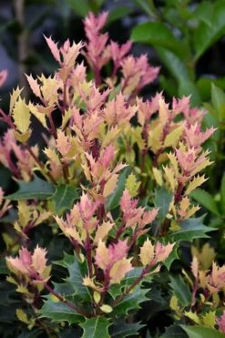Party Lights Pink Flush Tea Olive - Osmanthus Heterophyllus - 6 Pack Of 1 Gallon Pots -Wilson Bros Gardens Osmanthus Party Lights 500x750 2