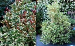 Fragrant Variegated Tea Olive - Osmanthus Heterophyllus 'Variegatus' - 3 Gallon Pot -Wilson Bros Gardens Osmanthus Variegated False Holly 2