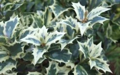 Fragrant Variegated Tea Olive - Osmanthus Heterophyllus 'Variegatus' - 3 Gallon Pot -Wilson Bros Gardens Osmanthus Variegated False Holly Leaves