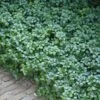Green Carpet Pachysandra - Japanese Spurge - 18 Count Flat Of Pint Pots -Wilson Bros Gardens Pachysandra Green Carpet 500x750 1