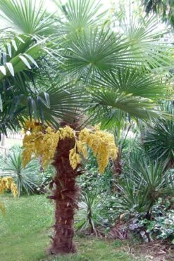 Windmill Cold Hardy Palm Tree - 2 Gallon Pot -Wilson Bros Gardens Palm Windmill 500x750 2