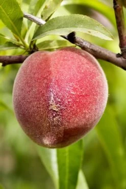 Bonanza Dwarf Patio Peach Tree - 5 Gallon -Wilson Bros Gardens Peach Bonanza 1