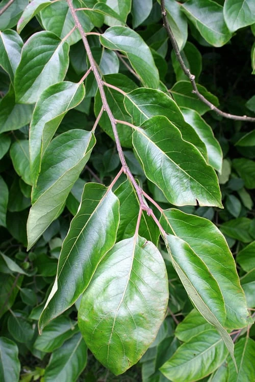 American Persimmon Tree - Diospyros Virginiana - 2 Gallon Pot 7 American Persimmon Tree - Diospyros Virginiana - 2 Gallon Pot - Image 5