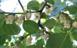 American Persimmon Tree - Diospyros Virginiana - 2 Gallon Pot 15 American Persimmon Tree - Diospyros Virginiana - 2 Gallon Pot -Wilson Bros Gardens Persimmon American 5