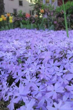 Emerald Cushion Blue Creeping Phlox - 1 Gallon Pot -Wilson Bros Gardens Phlox Emerald Blue 13