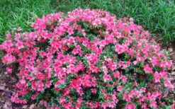 Chinzan Dwarf Azalea - 6 Pack Of 1 Gallon Pots -Wilson Bros Gardens Picture Azalea Chinzan 2
