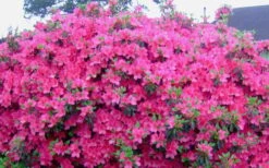 Judge Solomon Southern Indica Azalea - 3 Gallon Pot 9 Judge Solomon Southern Indica Azalea - 3 Gallon Pot -Wilson Bros Gardens Picture Azlea Judge Solomon Flowers 1