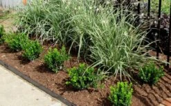 Baby Gem Boxwood - 1 Gallon Pot 14 Baby Gem Boxwood - 1 Gallon Pot -Wilson Bros Gardens Picture Boxwood Baby Gem Edger 1