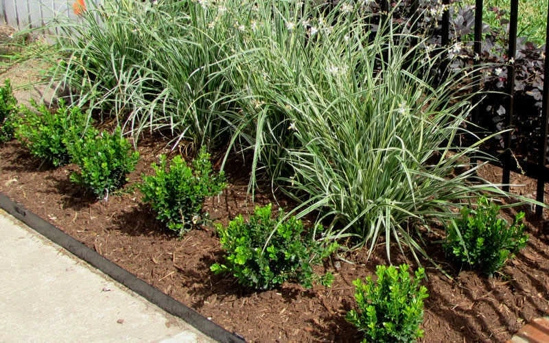 Baby Gem Boxwood - 1 Gallon Pot 7 Baby Gem Boxwood - 1 Gallon Pot - Image 5