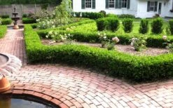 Baby Gem Boxwood - 2 Gallon Pot -Wilson Bros Gardens Picture Boxwood Baby Gem Hedges 2