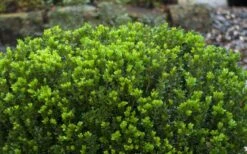 Baby Gem Boxwood - 1 Gallon Pot 16 Baby Gem Boxwood - 1 Gallon Pot -Wilson Bros Gardens Picture Boxwood Baby Gem Leaves 1