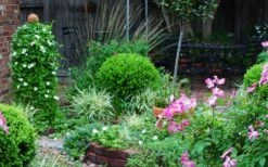 Baby Gem Boxwood - 1 Gallon Pot 17 Baby Gem Boxwood - 1 Gallon Pot -Wilson Bros Gardens Picture Boxwood Baby Gem Specimen 1