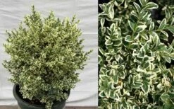 Dwarf Variegated Boxwood - 3 Gallon Pot 12 Dwarf Variegated Boxwood - 3 Gallon Pot -Wilson Bros Gardens Picture Boxwood Dwarf Variegated 3