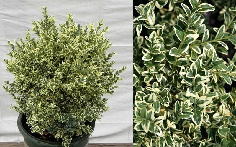 Dwarf Variegated Boxwood - 5 Gallon Pot 7 Dwarf Variegated Boxwood - 5 Gallon Pot - Image 5