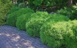 Franklins Gem Dwarf Boxwood - 1 Gallon Pot -Wilson Bros Gardens Picture Boxwood Franklins Gem 2