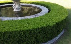 Franklins Gem Dwarf Boxwood - 1 Gallon Pot -Wilson Bros Gardens Picture Boxwood Franklins Gem Hedge 3