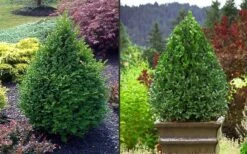 Green Mountain Boxwood - 3 Gallon Pot -Wilson Bros Gardens Picture Boxwood Green Mountain 2 6
