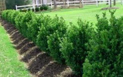 Green Mountain Boxwood - 6 Pack Of 2.5 Quart Pots -Wilson Bros Gardens Picture Boxwood Green Mountain Hedge 2