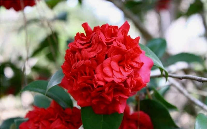 Professor Sargent Camellia Japonica - 6 Pack Of 1 Gallon Pots 8 Professor Sargent Camellia Japonica - 6 Pack Of 1 Gallon Pots - Image 6