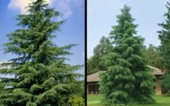 Deodar Cedar Tree - 1 Gallon Pot -Wilson Bros Gardens Picture Cedar Deodara 1