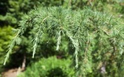 Deodar Cedar Tree - 1 Gallon Pot -Wilson Bros Gardens Picture Cedar Deodara 2