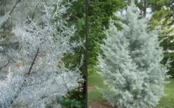 Silver Smoke Arizona Cypress - 6 Pack Of 1 Gallon Pots -Wilson Bros Gardens Picture Cypress Silver Smoke 2