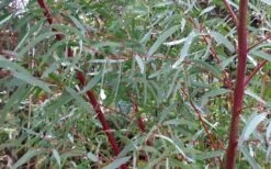 Angus Cold Hardy Eucalyptus Tree (Eucalyptus Nicholii) - 2 Gallon Pot 14 Angus Cold Hardy Eucalyptus Tree (Eucalyptus Nicholii) - 2 Gallon Pot -Wilson Bros Gardens Picture Eucalyptus Tree Anugus Willow Leaf Peppermint 2