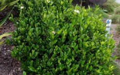 August Beauty Gardenia - 6 Pack Of 1 Gallon Pots -Wilson Bros Gardens Picture Gardenia August Beauty 1