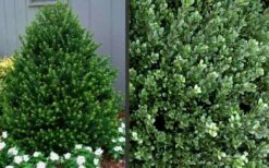 Pyramidal Compacta Japanese Holly - 3 Gallon Pot 10 Pyramidal Compacta Japanese Holly - 3 Gallon Pot -Wilson Bros Gardens Picture Holly Compacta Pyramidal 1