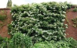 Moonlight Climbing Hydrangea - 1 Gallon Pot -Wilson Bros Gardens Picture Hydrangea Climbing Petiolaris 5